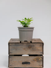 products/SotoProductShootLowQ-1896.jpg